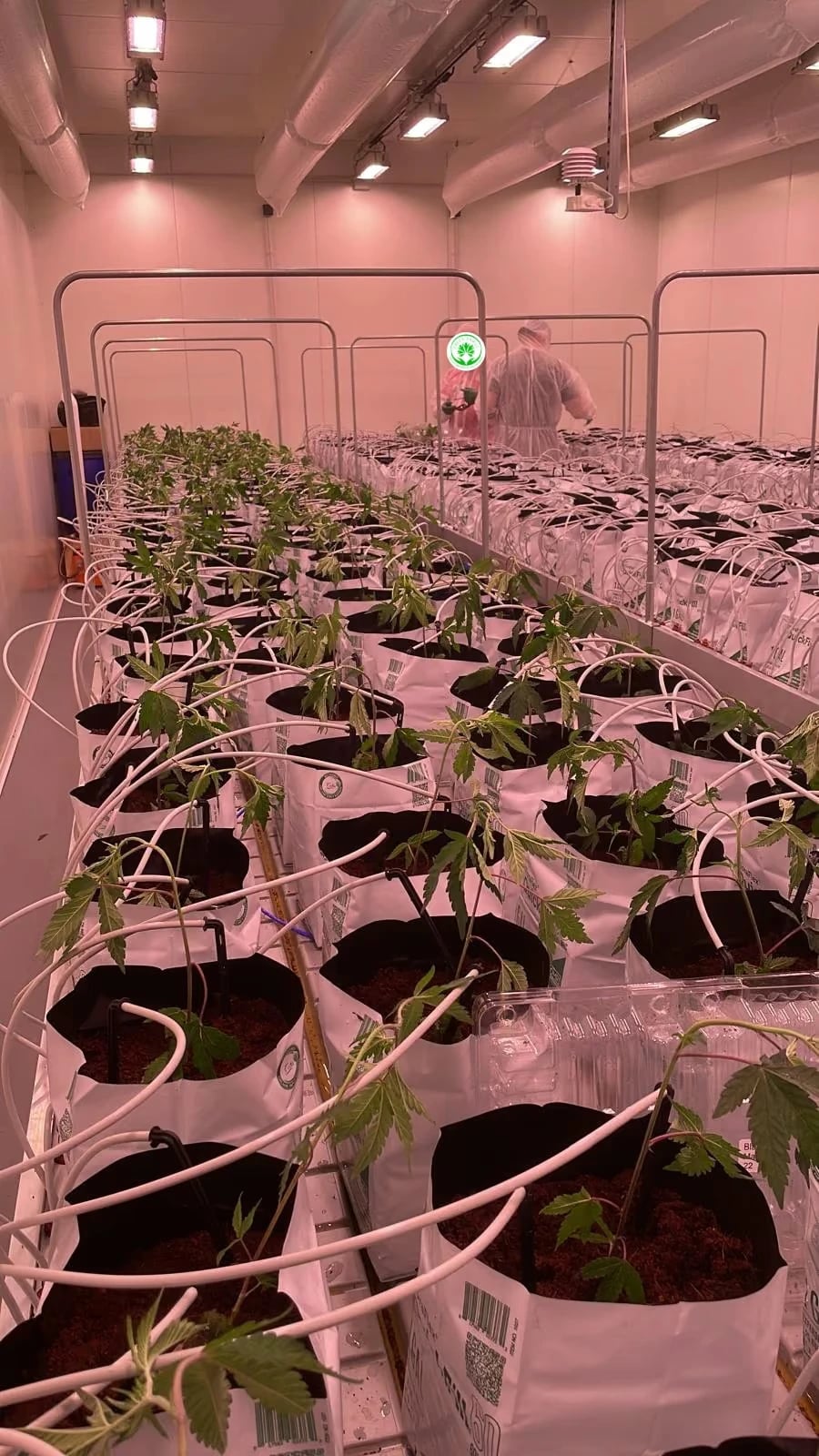 Frisch eingetopfte Setzlinge im Growraum