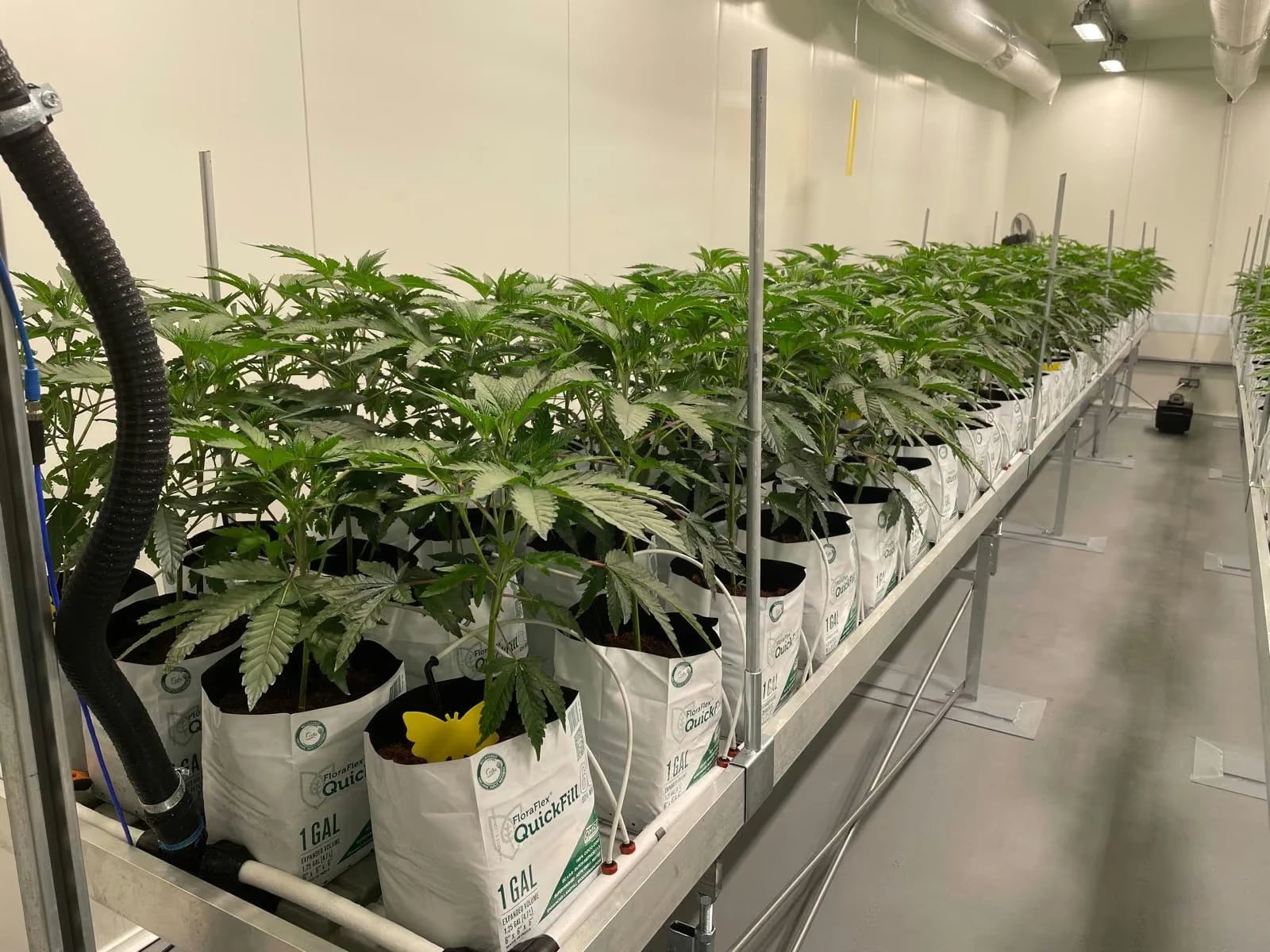 Pflanzenreihe im Growraum