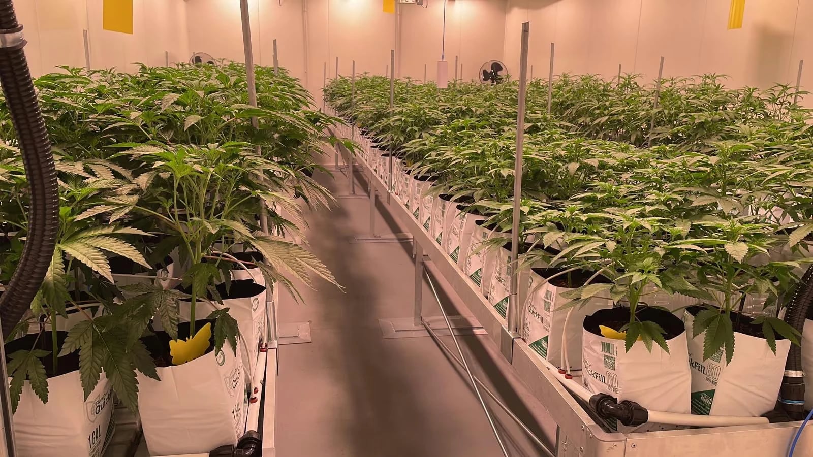 Gang zwischen den Pflanzentischen im Growraum