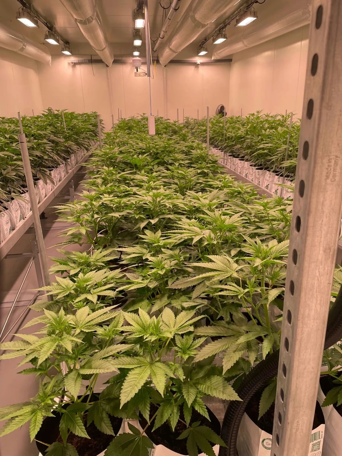 Pflanzentische im Growraum in der Wachstumsphase